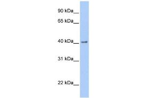 GFRA2 antibody used at 1 ug/ml to detect target protein.