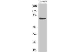 Western Blotting (WB) image for anti-G Protein-Coupled Receptor 115 (GPR115) (Internal Region) antibody (ABIN3184838)