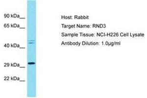 Image no. 1 for anti-rho Family GTPase 3 (RND3) (C-Term) antibody (ABIN6750436) (RND3 Antikörper  (C-Term))