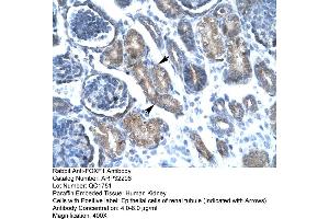 Human kidney (FOXF1 Antikörper  (C-Term))