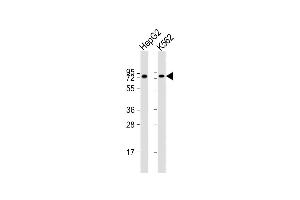 All lanes : Anti-ARID3A Antibody (N-Term) at 1:8000 dilution Lane 1: HepG2 whole cell lysate Lane 2: K562 whole cell lysate Lysates/proteins at 20 μg per lane. (ARID3A Antikörper  (AA 8-42))
