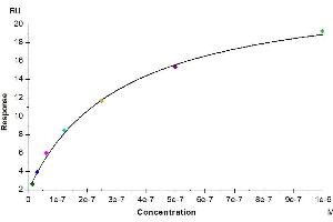 Surface Plasmon Resonance (SPR) image for Transforming Growth Factor, alpha (TGFA) (AA 40-89) protein (Fc Tag) (ABIN7275716)