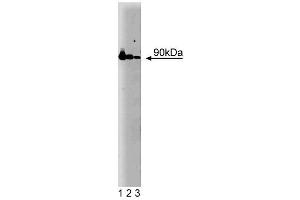 Western blot analysis of Hsp90 on a HeLa cell lysate (Human cervical epitheloid carcinoma, ATCC CCL-2. (HSP90 Antikörper  (AA 586-732))