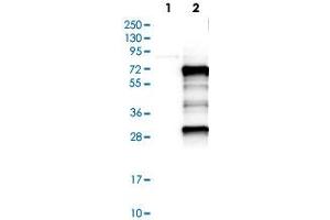Western Blot analysis of Lane 1: negative control (vector only transfected HEK293T cell lysate) and Lane 2: over-expression lysate (co-expressed with a C-terminal myc-DDK tag in mammalian HEK293T cells) with MEF2D polyclonal antibody . (MEF2D Antikörper)