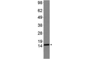 Western Blotting (WB) image for anti-Histone 3 (H3) (H3K4me2), (H3R2me2s) antibody (ABIN5706792)