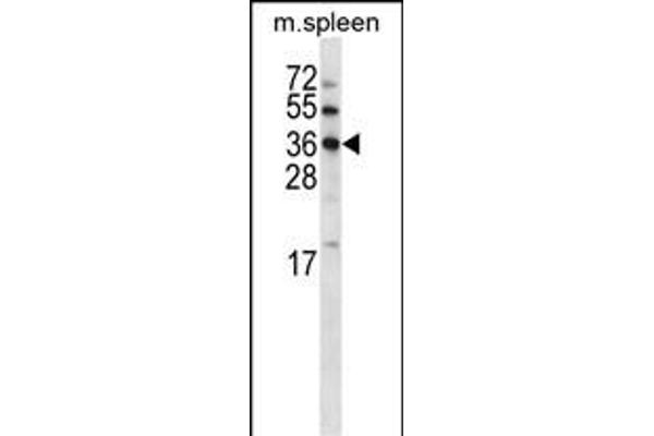 MARC2 Antikörper  (C-Term)