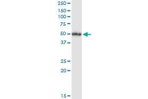 Immunoprecipitation (IP) image for anti-Nuclear Receptor Subfamily 1, Group I, Member 2 (NR1I2) (AA 1-434) antibody (ABIN522319)