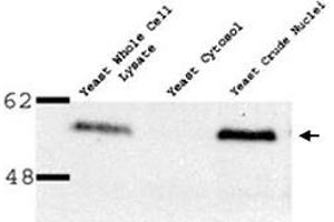 Western blot of Nup53p polyclonal antibody  on yeast preparation. (NUP35 Antikörper)