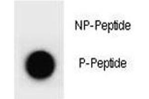 Dot blot analysis of phospho-PTEN antibody. (PTEN Antikörper  (pTyr176))