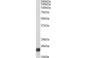 ABIN5539738 (1µg/ml) staining of HeLa lysate (35µg protein in RIPA buffer).