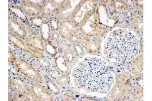 ABIN5539589 (4µg/ml) staining of paraffin embedded Human Kidney. (SNX8 Antikörper  (C-Term))