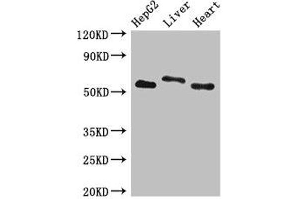 SLC13A5 Antikörper  (AA 156-204)