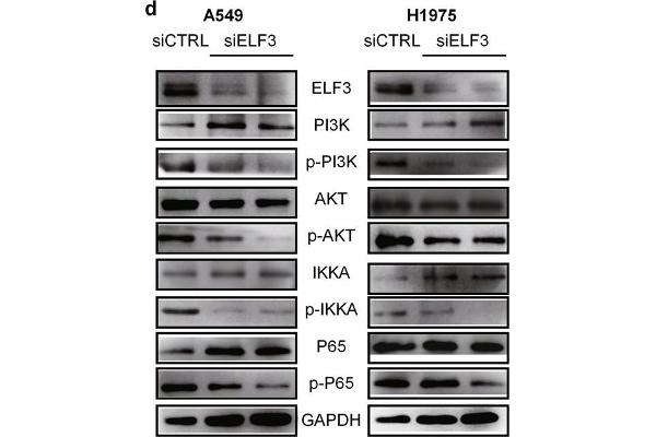 ELF3 anticorps  (AA 1-280)