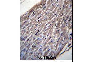 BVES Antibody (C-term) (ABIN656934 and ABIN2846126) immunohistochemistry analysis in formalin fixed and paraffin embedded human heart tissue followed by peroxidase conjugation of the secondary antibody and DAB staining. (BVES Antikörper  (C-Term))
