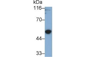 Detection of GSDMD in U2OS cell lysate using Polyclonal Antibody to Gasdermin D (GSDMD)
