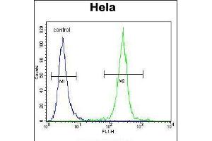 Flow cytometric analysis of Hela cells (right histogram) compared to a negative control cell (left histogram). (COCH Antikörper  (AA 399-428))
