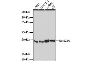 Western blot analysis of extracts of various cell lines, using Rac1/2/3 Rabbit mAb (ABIN7269820) at 1:1000 dilution. (RAC1 Antikörper)