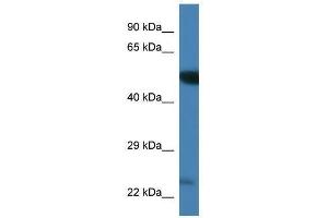 Western Blot showing Plk3 antibody used at a concentration of 1.