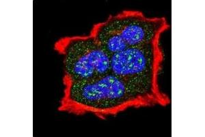 Immunofluorescence (IF) image for anti-Tuberous Sclerosis 2 (TSC2) (pSer1420) antibody (ABIN3029326)