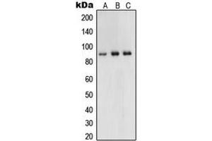 Western blot analysis of UHRF1 expression in HeLa (A), HCT116 (B), HEK293 (C) whole cell lysates.