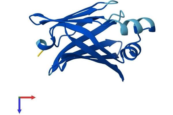 FABP12 Protein (AA 1-132) (His tag)