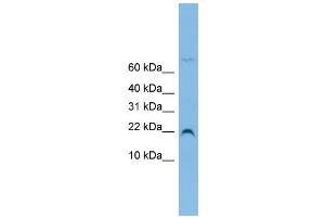 WB Suggested Anti-NHP2L1 Antibody Titration: 0.