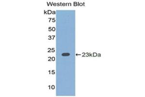 Western Blotting (WB) image for anti-Interleukin 1 alpha (IL1A) (AA 90-268) antibody (ABIN3209466) (IL1A Antikörper  (AA 90-268))