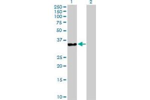 Western Blot analysis of DNAJB2 expression in transfected 293T cell line by DNAJB2 MaxPab polyclonal antibody. (DNAJB2 Antikörper  (AA 1-277))