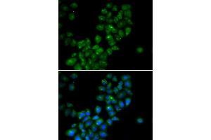 Immunofluorescence (IF) image for anti-Calcium Activated Nucleotidase 1 (CANT1) antibody (ABIN1980357) (CANT1 Antikörper)