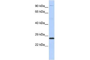 Western Blotting (WB) image for anti-Proteasome (Prosome, Macropain) Subunit, beta Type, 4 (PSMB4) (Middle Region) antibody (ABIN2786718)