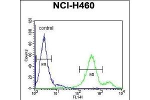 EBPL Antibody (C-term) (ABIN651922 and ABIN2840457) flow cytometric analysis of NCI- cells (right histogram) compared to a negative control cell (left histogram). (EBPL Antikörper  (C-Term))