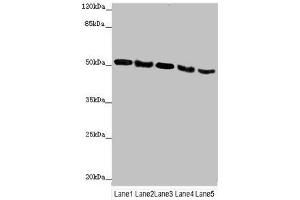Western blot All lanes: INPP5K antibody at 4. (INPP5K Antikörper  (AA 149-448))
