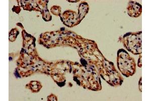 Immunohistochemistry of paraffin-embedded human placenta tissue using ABIN7158547 at dilution of 1:100
