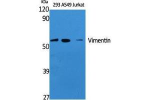 Western Blot (WB) analysis of specific cells using Vimentin Polyclonal Antibody. (Vimentin Antikörper  (Tyr321))