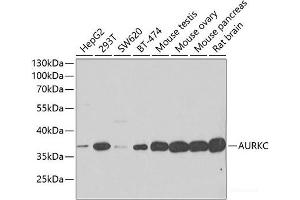 Western blot analysis of extracts of various cell lines using AURKC Polyclonal Antibody at dilution of 1:500. (Aurora Kinase C Antikörper)