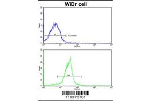 Flow cytometric analysis of widr cells using XPO1 Antibody (bottom histogram) compared to a negative control cell (top histogram). (XPO1 Antikörper  (C-Term))