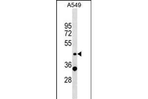 ZNF19 Antibody (N-term) (ABIN1538970 and ABIN2849074) western blot analysis in A549 cell line lysates (35 μg/lane). (ZNF19 Antikörper  (N-Term))