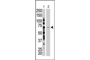 The USP2 polyclonal antibody  is used in Western blot to detect USP2 in HL-60 (lane 1) and USP2-transfected HeLa cell lysates (lane 2) . (USP2 Antikörper  (C-Term))