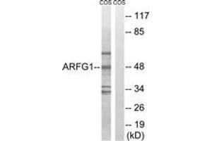 Western blot analysis of extracts from COS7 cells, using ARFGAP1 Antibody. (ARFGAP1 Antikörper  (AA 171-220))