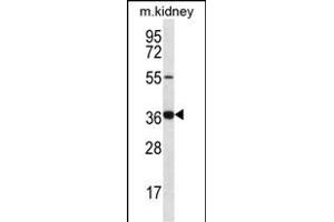GRXCR1 Antibody (Center) (ABIN656616 and ABIN2845869) western blot analysis in mouse kidney tissue lysates (35 μg/lane). (GRXCR1 Antikörper  (AA 83-112))