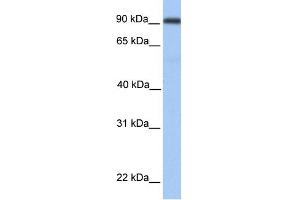 WB Suggested Anti-MMEL1 Antibody Titration:  0.