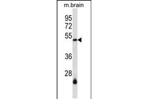 Western blot analysis in mouse brain tissue lysates (35ug/lane). (SMARCB1 Antikörper  (N-Term))