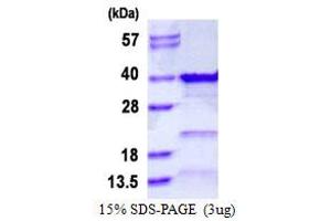 Image no. 1 for General Transcription Factor IIE, Polypeptide 2 (GTF2E2) protein (His tag) (ABIN1098619)