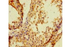 Immunohistochemistry of paraffin-embedded human testis tissue using ABIN7155348 at dilution of 1:100 (HIST1H1C Antikörper  (AA 2-213))