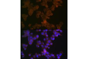 Immunofluorescence analysis of HepG2 cells using  Rabbit mAb (ABIN7265645) at dilution of 1:100 (40x lens). (APOL1 Antikörper)