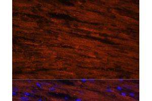Immunofluorescence (IF) image for anti-LIM Domain Binding 3 (LDB3) antibody (ABIN7263475)