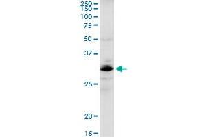 GOSR1 MaxPab rabbit polyclonal antibody. (GS28 Antikörper  (AA 1-250))