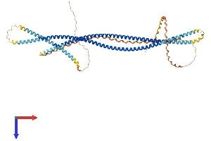 SCARA3 Protein (AA 1-606) (His tag)