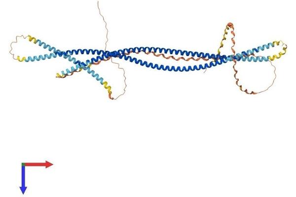 SCARA3 Protein (AA 1-606) (His tag)