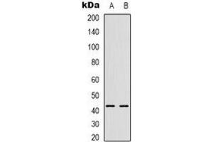 Western blot analysis of CHKB expression in HepG2 (A), U2OS (B) whole cell lysates. (CHKB Antikörper  (C-Term))